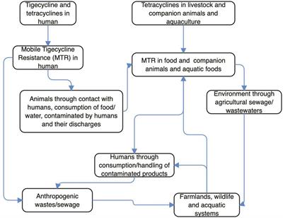 Mobile Tigecycline Resistance: An Emerging Health Catastrophe Requiring Urgent One Health Global Intervention